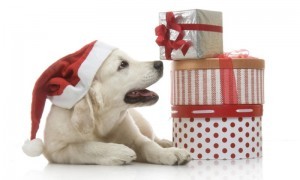Christmas-Gift-For-Pets